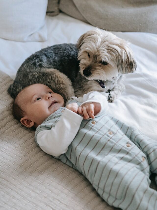 The Best Dog Breeds For Babies